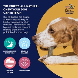 Onward Hound Elk Antler Dog Chew XXL 1-Pack - Grade A Naturally Shed Deer Antlers for Dogs - Boredom Buster Dog Antlers for Aggressive Chewers - 8” Whole Elk Antler Dog Chew Toy for 90+lb Dogs