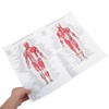 ULTECHNOVO Anatomical Poster - Learning Muscular System Anatomical Poster -