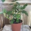 Hardy Dwarf Fig Tree Grown for Container Gardening and Zones