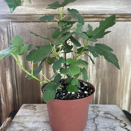 Hardy Dwarf Fig Tree Grown for Container Gardening and Zones 6 to 10