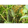 Cucumber Parisian Gherkin Seeds – Open-Pollinated | 50–55 Days to