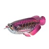 EUGY D5087 Asian Arowana 3D Model Craft Kit,