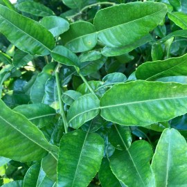home grown Large Fresh Organic Kaffir Lime Leaves 5 oz (130+ ct) Picked Prior To Shipping.