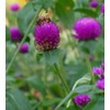 100PCS Gomphrena Purple Seeds Globe Amaranth Plant Seeds