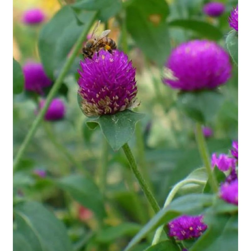 100PCS Gomphrena Purple Seeds Globe Amaranth Plant Seeds