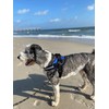 ShawnCo Essential Dog Harness, No-Pull Pet Vest with 3 Leash