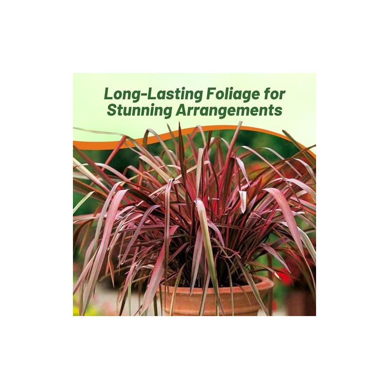 Outsidepride New Hybrids Phormium Seeds - 100 Pcs Perennial, Sword-Shaped