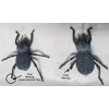 Unbranded Flawed Blue Death Feigning Beatlee (Group of 20!) WHOLESALE