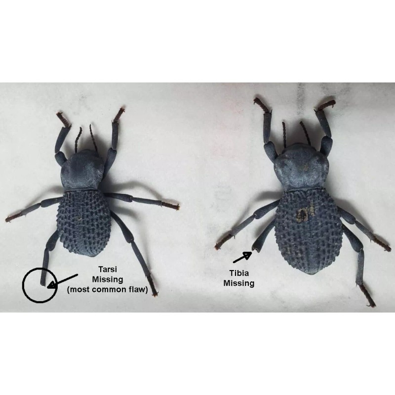 Unbranded Flawed Blue Death Feigning Beatlee (Group of 20!) WHOLESALE