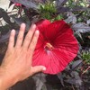 YEGAOL Garden 100Pcs Giant Hibiscus Seeds Dinnerplate Hibiscus Seeds Moscheutos