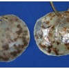Salty Pelican Drilled Hole Saddle Oysters Large Size Range 4"