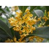 New Life Nursery & Garden (1) - Yellow Flowering Fragrant