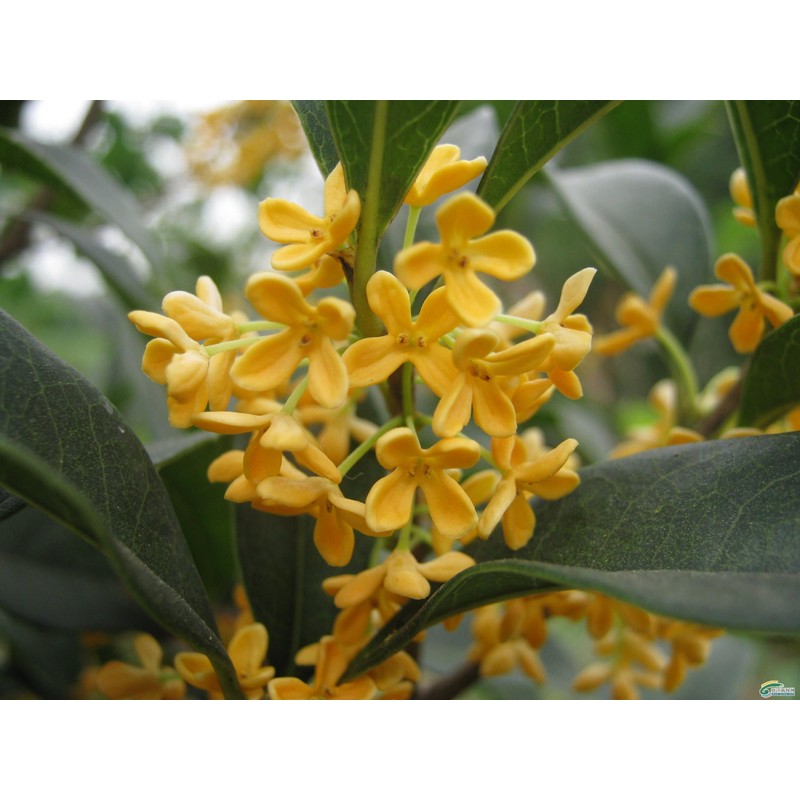 New Life Nursery & Garden (1) - Yellow Flowering Fragrant