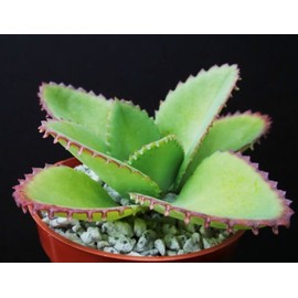 Kalanchoe daigremontiana mexican hat plant rare succulent exotic cactus cacti 4"