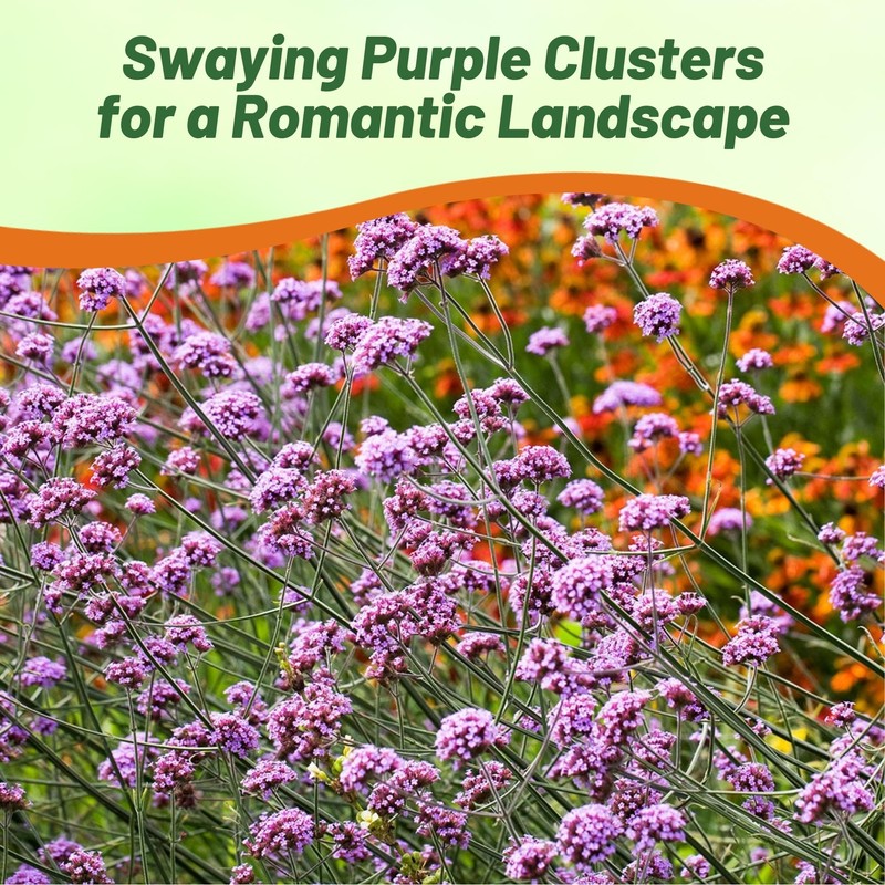 Outsidepride Purpletop Verbena Seeds for Planting - 5000 Pcs. Annual,