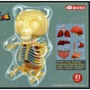 4D Master Gummi Bear Skeleton Anatomy Model Kit, Clear