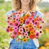 Zinnia Seeds (Dwarf) - Button Box Mix - Packet -