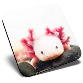 Great Single Coaster Square - Axolotl Aquarium Dragon Fish |Glossy Quality Coasters | Tabletop Protection for Any Table Type #3066