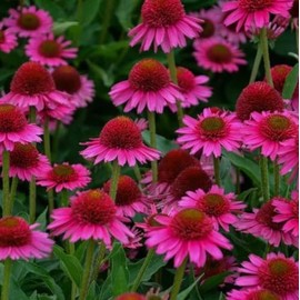 100PCS Pink Cute Coneflower Seeds Echinacea Purpurea Non-GMO Perennial Flower Seeds Heirloom