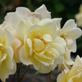 Heirloom Roses Climber Rose Plant - Sky's The Limit™ Yellow Rose Bush, Climbing Roses Live Plant for Planting Outdoors