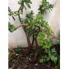 Very Large Jade Plants, with Roots, 2 feet Tall Ready