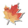 Earth Sky + Water - Sugar Maple Leaf - 3.5″