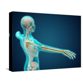 ART.COM Stretched Canvas Print X-Ray View of Human Body Showing Skeletal Bones in the Arm and Hand, 16" x 12"
