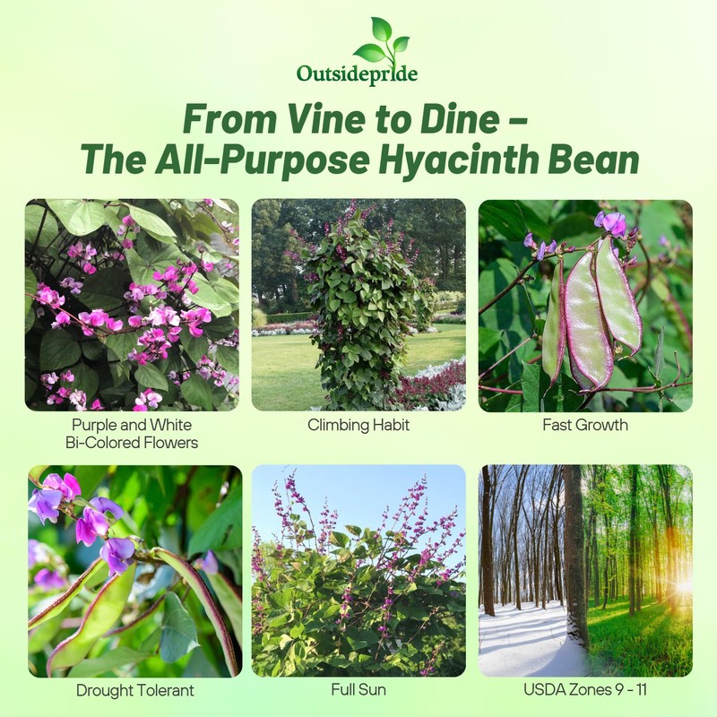 Outsidepride Green Lablab Hyacinth Bean Vine Seeds - 100 Pcs