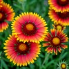 Flowers 200+ INDIAN BLANKET FLOWER SEEDS | HEIRLOOM NON-GMO 🌻