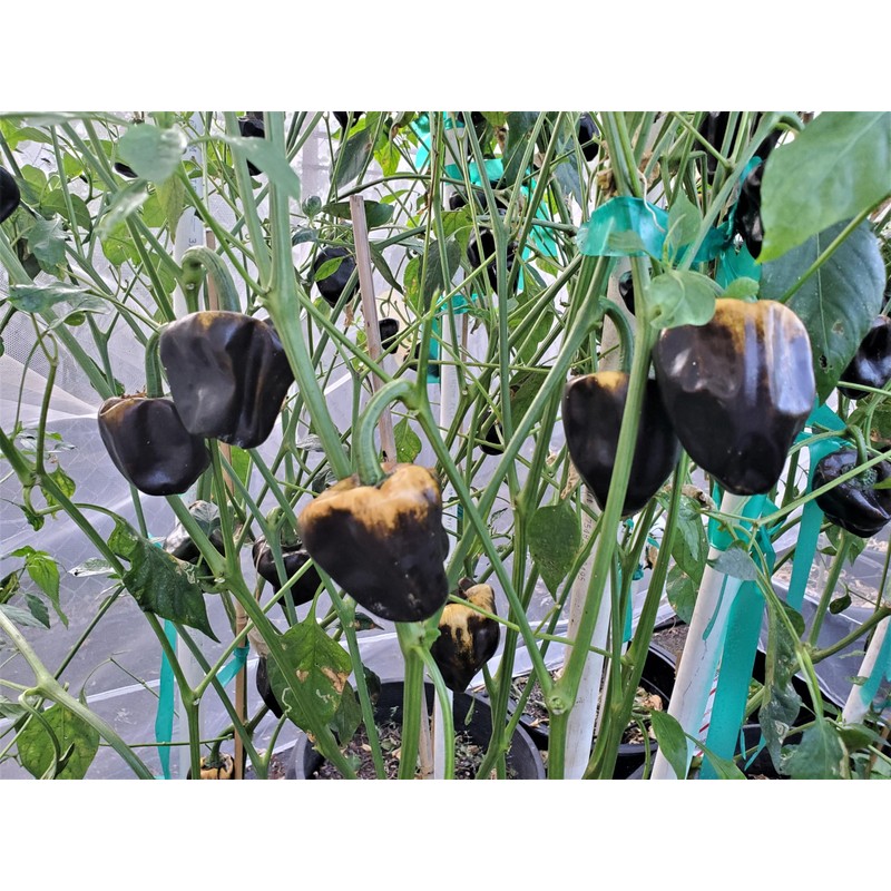 Chilhuacle Amarillo Pepper Seeds 10+ Seeds