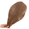 CIYODO 20pcs Dried Leaf for Sushi Plate Elegant Japanese Food