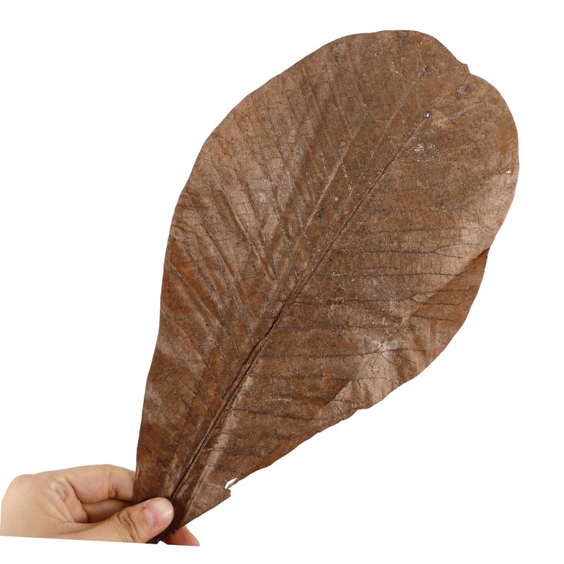 CIYODO 20pcs Dried Leaf for Sushi Plate Elegant Japanese Food