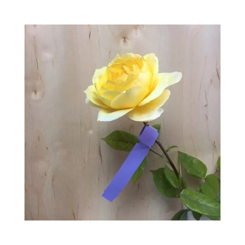 TAGKRAFTERS Wrap Around Plastic Nursery Garden Tree Labels Plant Tags