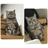 Cat Collar with Quick Release | Collar for Cat with