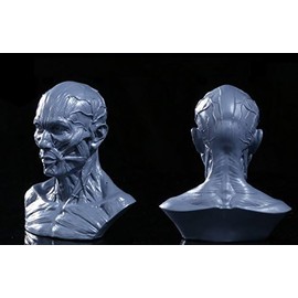 Iwamatu Human Body Anatomy Model, Head Model, Head Tendon Model, Human Body Model Collection (Gray)