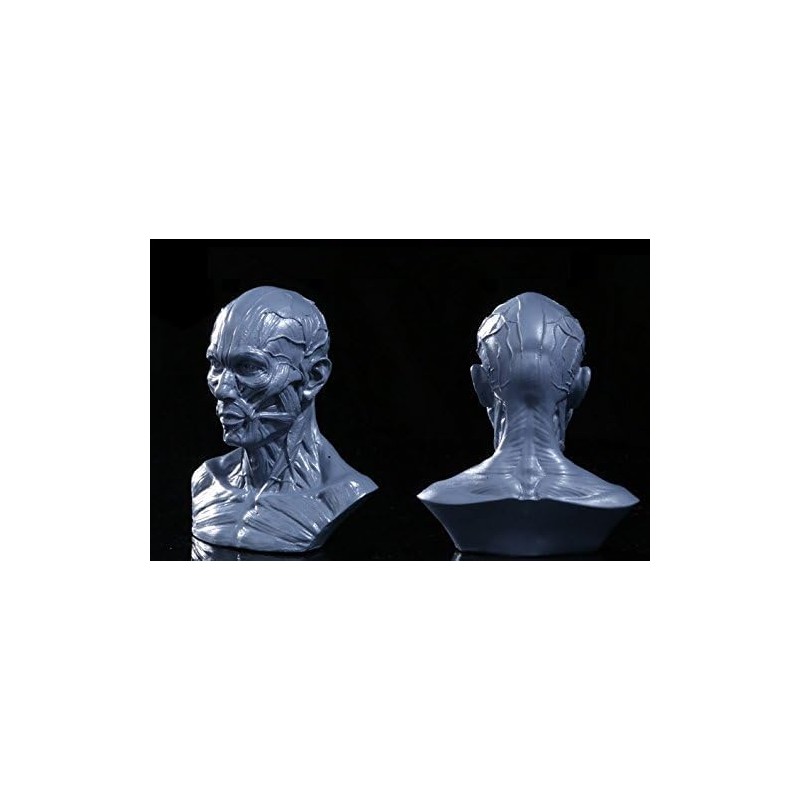 Iwamatu Human Body Anatomy Model, Head Model, Head Tendon Model,