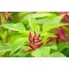 Organic Amaranth Grain, 25 Pounds - Whole Seeds, Non-GMO, Kosher,