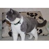 THAIN Cat Collar, Arabesque Collar, Includes Safety Buckle, Cute, Collar,