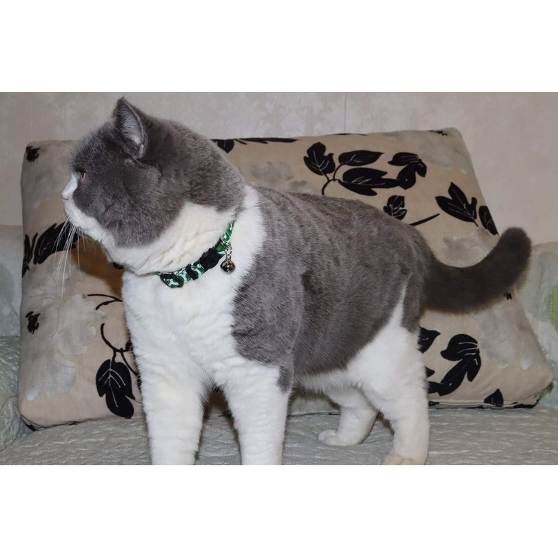 THAIN Cat Collar, Arabesque Collar, Includes Safety Buckle, Cute, Collar,