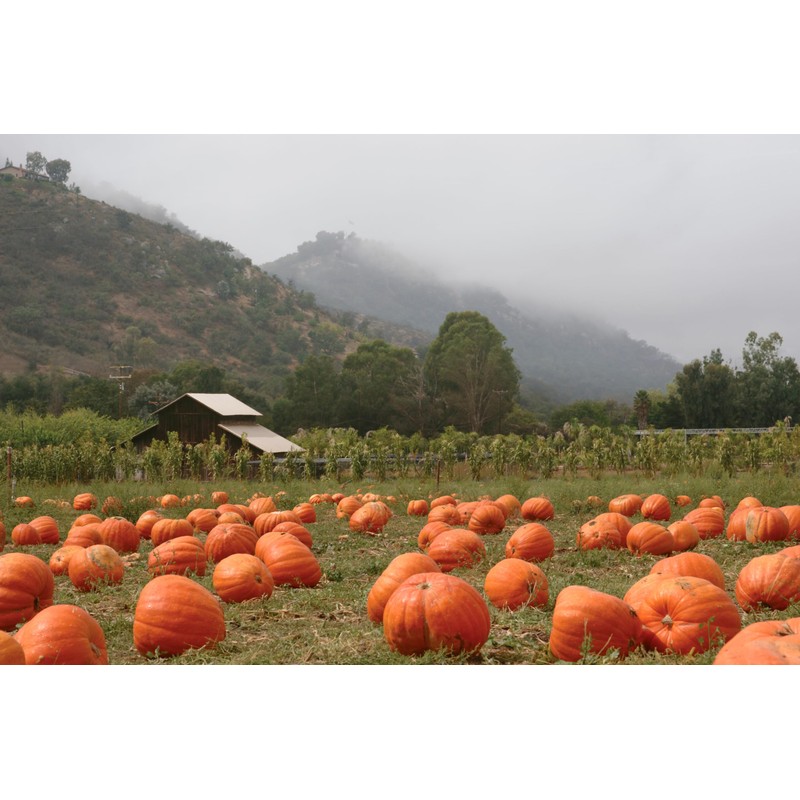 Pumpkin Seeds for Planting – 4 Variety Pack: Big Max,