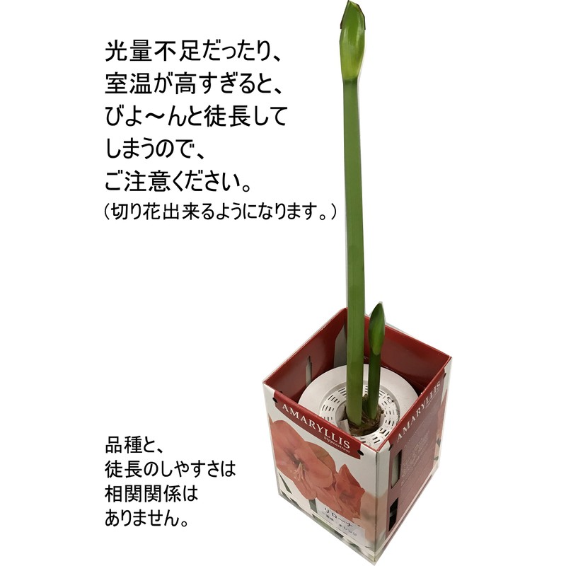 Pot Amaryllis "Crown" (Amaryllis Bulb Cultivation Set)