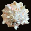 Steinfixx Murex Ramosus Pink Shell 70 g Golf of Mexico