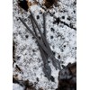 Battle-Merchant Pair of Hand Forged Steel Sarwurker's Pliers