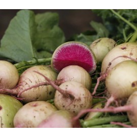 Axel's Garden Seeds Watermelon Radish Seeds | Non-GMO | Heirloom | Fresh Vegetable Seeds - 25 Seeds