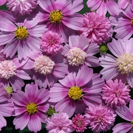 Outsidepride Pink Popsocks Cosmos Bipinnatus Seeds - 100 Pcs Annual, Easy to Grow & Drought Tolerant, Flower Seeds for Planting w/Vibrant Double Blooms, Ideal for Cut Flower & Wildflower Meadows