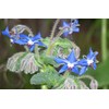 200+ Borage Seeds- Heirloom Herb Variety- by Ohio Heirloom Seeds