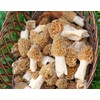 Morel Mushroom Spores in Sawdust Seed Grow Large Kit From