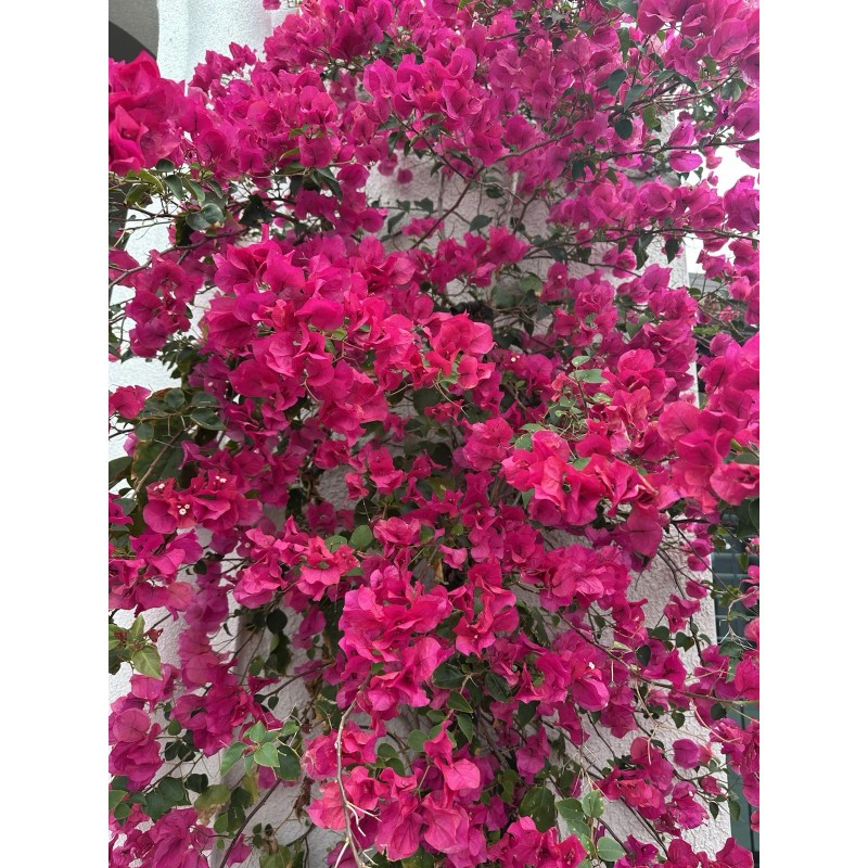 Bloomer bloom fertilizer for plants