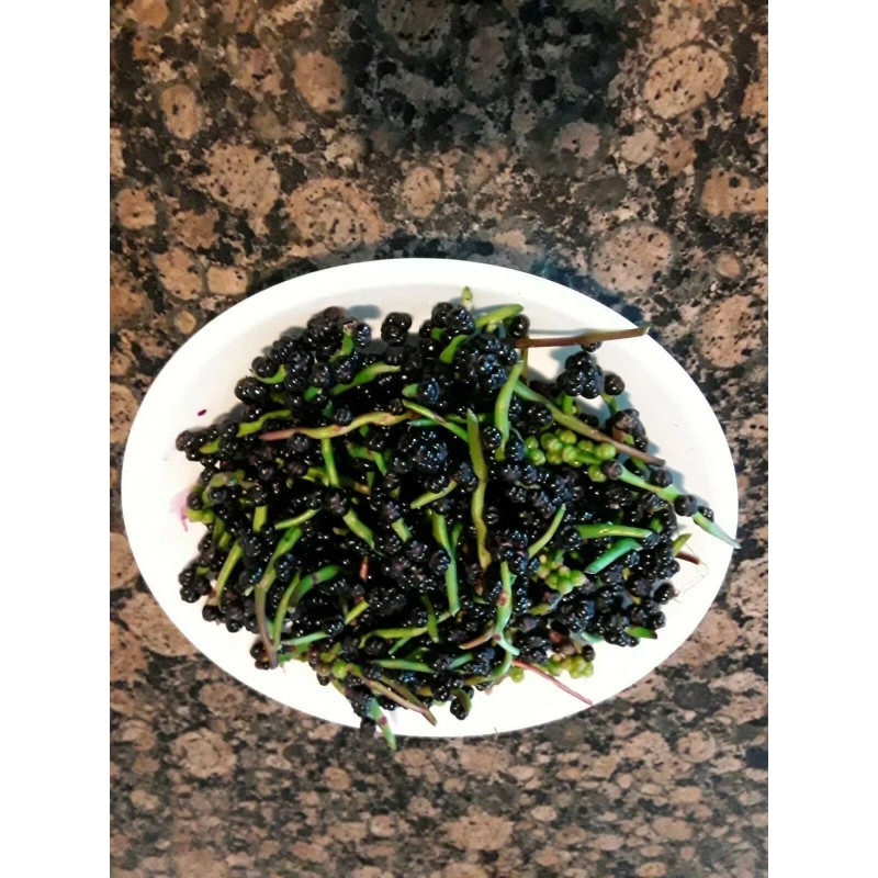 Unbranded 70+ Organic Red Stem Malabar Spinach Alugbati Mong Toi