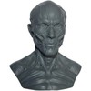 Iwamatu Human Body Anatomy Model, Head Model, Head Tendon Model,